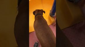 Dog Doesn’t Know How to Use a Slide