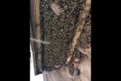 Huge Colony of Honey Bees Discovered in House