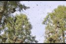 The Magnificent Sound of Several Million Monarch Butterflies Taking Off All at Once