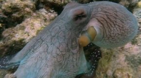 Octopus Exhibits Crazy Color Change