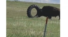 Buffalo Finds Toy His Own Size