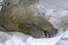 Severed Head of a 40,000yo Giant Pleistocene Wolf Discovered in Russia