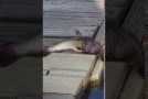 Snake Tries to Swallow a Fish Whole