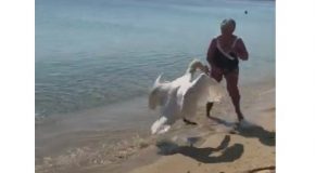 Swan Scares Lady into the Sea