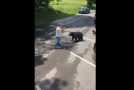 Mama Bear Charges Cades Cove Visitor Who Repeatedly Approaches Her and Her Cubs