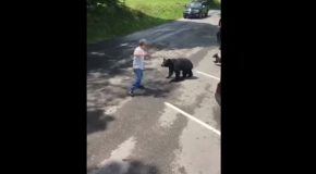 Mama Bear Charges Cades Cove Visitor Who Repeatedly Approaches Her and Her Cubs