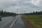 Near Miss With a Moose On Alaskan Highway