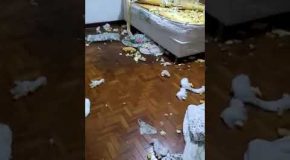 Puppy Destroys Everything In Bedroom