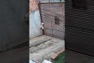 Clever Canine Gets Caught Making Escape