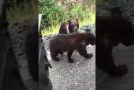 Man Decides To Pet A Bear Cub And Gets More Than He Bargained For