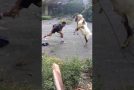 Man and Goat Go Head To Head