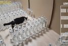 Mission Impossible. Bottle Maze With Water For The Cat