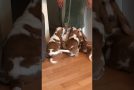 Basset Hound Pups Try to Take Towel from Owner