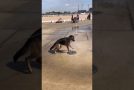 Dog Tries to Catch Water Fountain
