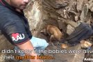 Mother Dog Helps Rescuers Dig for Her Buried Puppies