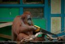 Orangutan Saws Branches for Fun – Spy In The Wild