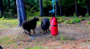 Who Knew Mountain Goats Love Punching Bags!