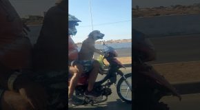 Dog Is Very Good Rider