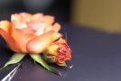 Time Lapse Of A Rose’s Life