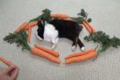 Surprising Sleeping Rabbit by Surrounding It With Carrots