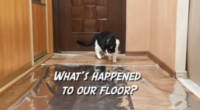 Will Cats Walk On Tin Foil Wrap?