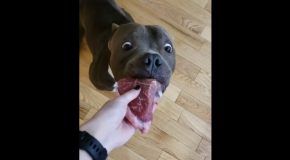 Amazingly Well-Trained Dog Displays Sheer Control