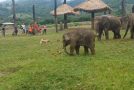 Baby Elephant Frustrated After Not Being Able To Catch Dog