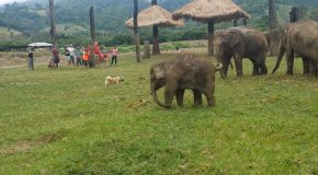 Baby Elephant Frustrated After Not Being Able To Catch Dog