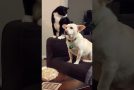 Cat Contemplates Hitting Dog, Finally Does So!