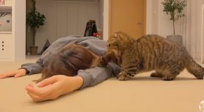 Woman Fakes Death In Front Of Her Cat, Here’s The Reaction