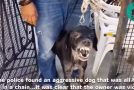 Aggressive Abused Dog Finally Knows What’s Love