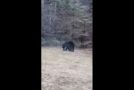Black Bear Plays With A Football In The Backyard!