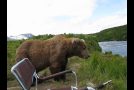 Huge Grizzly Bear Goes And Sits Next To A Man