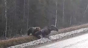 Huge Grizzly Bear Hunts A Moose