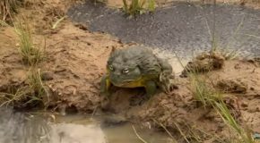 A Dad Bullfrog Protects His Tadpoles