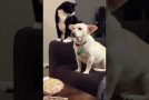 Cat Considers Hitting Dog For A Long Time Before It Actually Does So