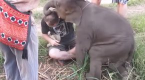 Cute Baby Elephant Loves To Cuddle!