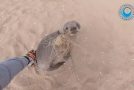 Cute Moment When A Baby Seal Thanks It’s Rescuers!