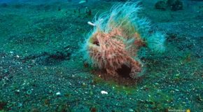 Demonstration Of The Hairy Frogtooth Fish’s Bite!