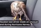 Hawk Took Refuge From Hurricane Harvey In A Taxi And Refuses To Leave