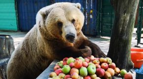 Huge Brown Bear Munches On Apples For Breakfast!