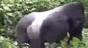 Huge Gorilla Casually Drags Away Man
