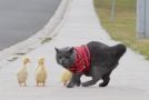 The Tale Of The Cat And It’s Ducklings!