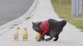 The Tale Of The Cat And It’s Ducklings!