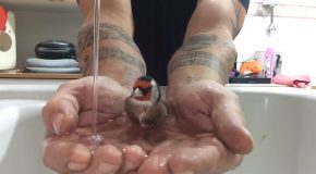 Tiny Bird Takes A Little Bath In A Guy’s Palm!