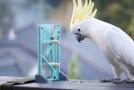 Wild Parrot Solves A 3D Printed Puzzle!