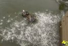 Catching Asian Carp With Electricity