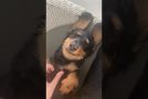Small Cute Dog Smiles When It Gets A Belly Rub!