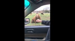 Huge Bear Catches Bread Frisbee Thrown At It!