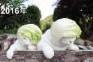 These Cats Have Lettuce Caps!